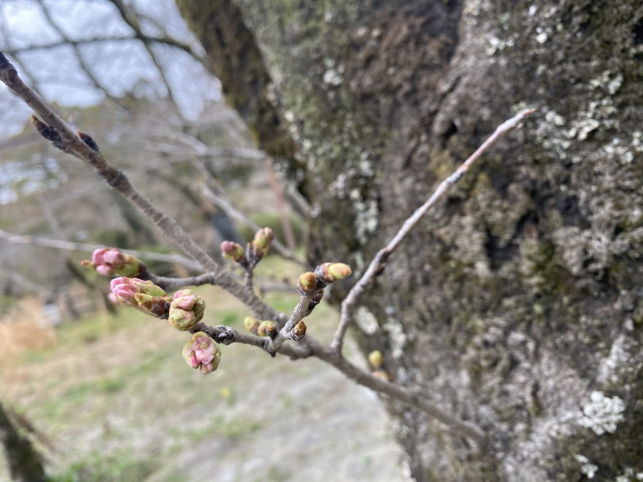 根来寺　桜