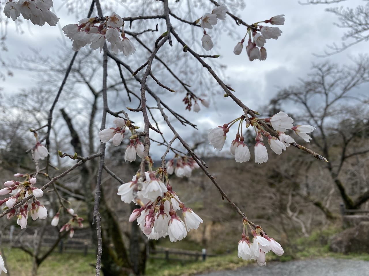 根来寺　桜