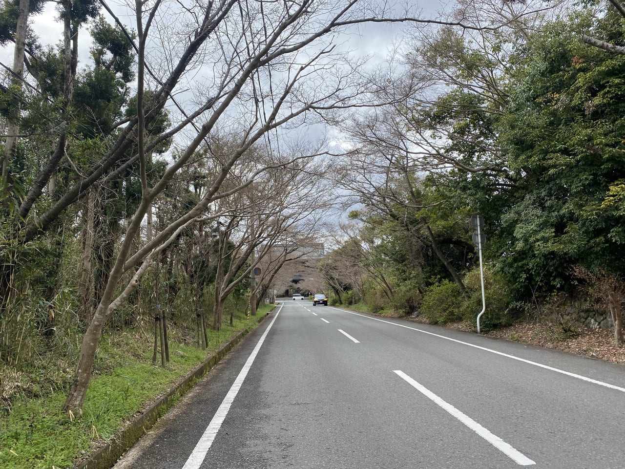 根来寺　桜