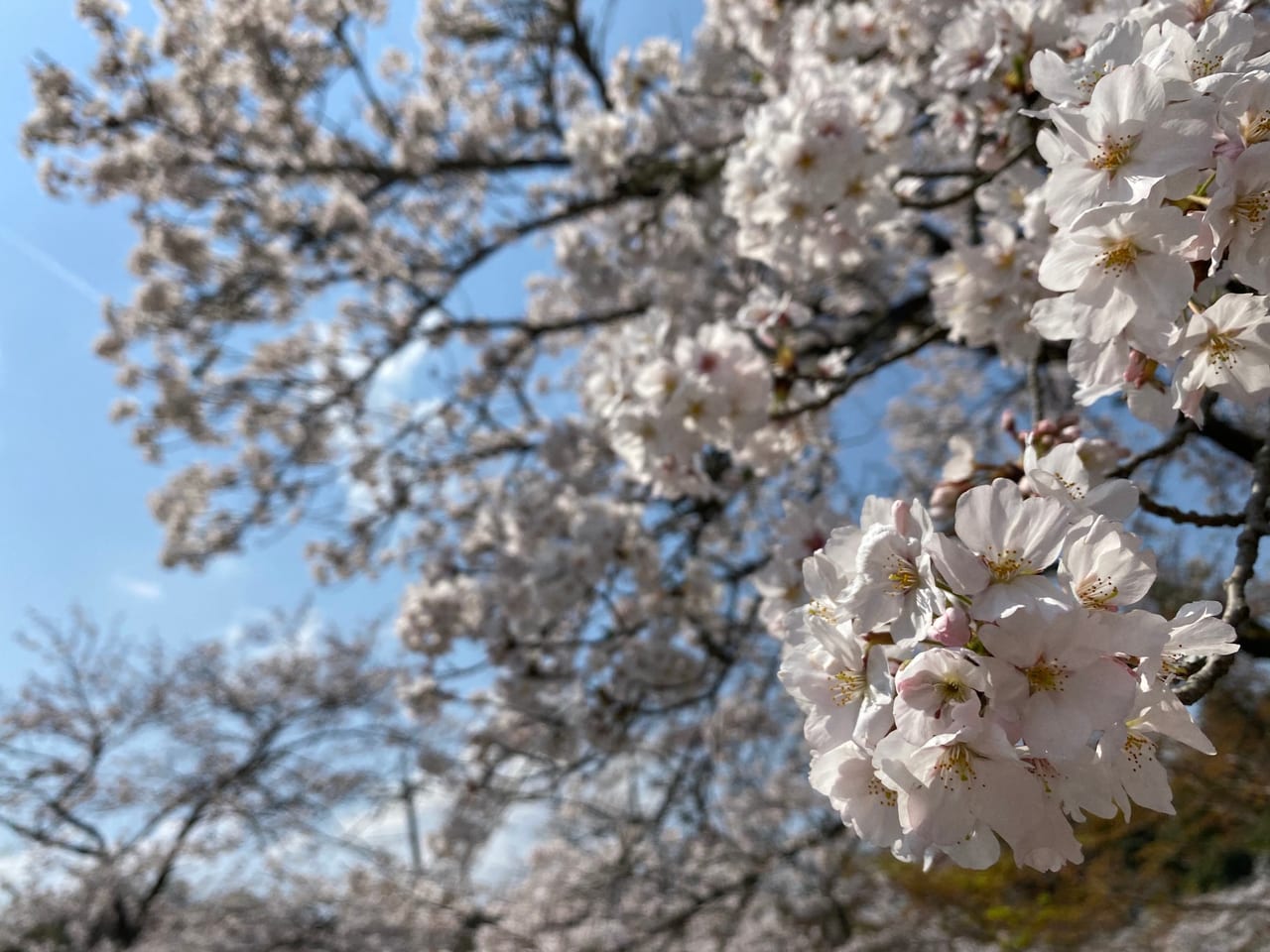 根来寺　桜