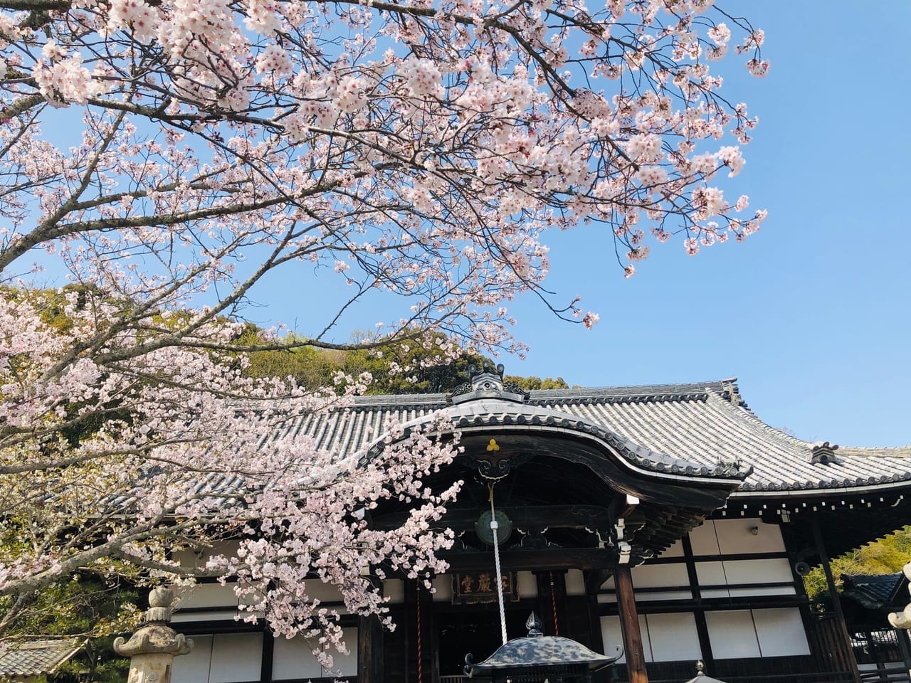 根来寺　桜